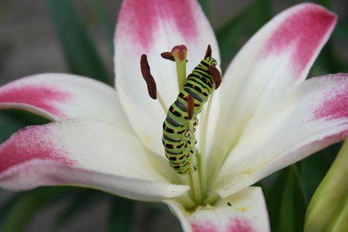 swallowtail caterpillar lily