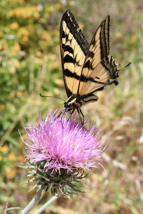 swallowtail butterfly purple flower