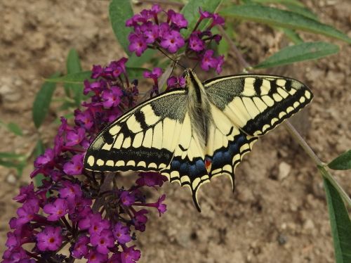 swallowtail butterfly butterfly wings