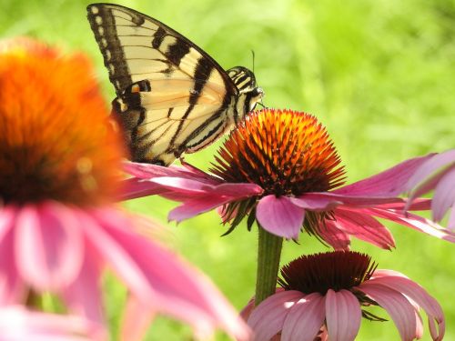 swallowtail cone flower pink