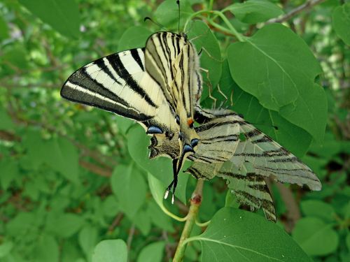 swallowtail giant swallowtail butterfly