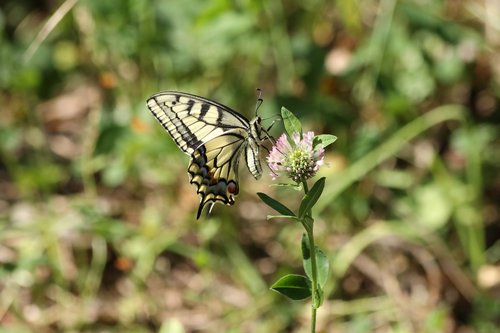 swallowtail  butterfly  summer
