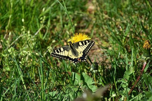 swallowtail  butterfly  nature