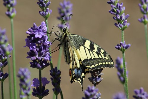 swallowtail  butterfly  lavender