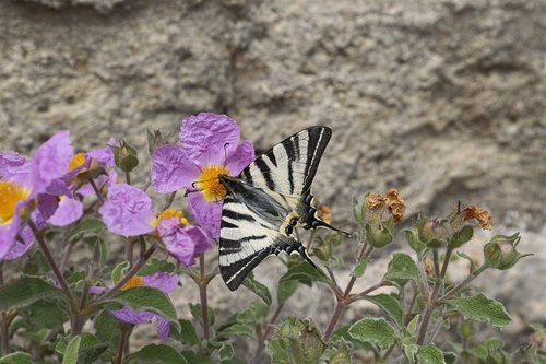 swallowtail  moth  butterfly