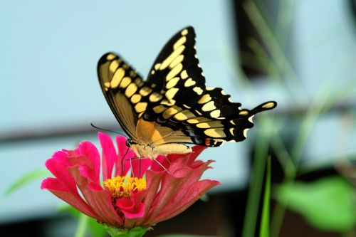 swallowtail butterfly zinnia