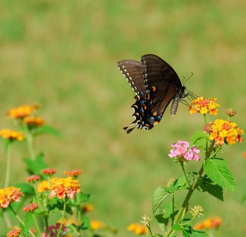 Swallowtail Butterfly