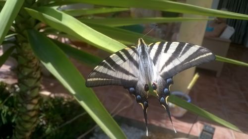 Swallowtail Butterfly