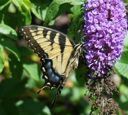 swallowtail butterfly butterfly yellow