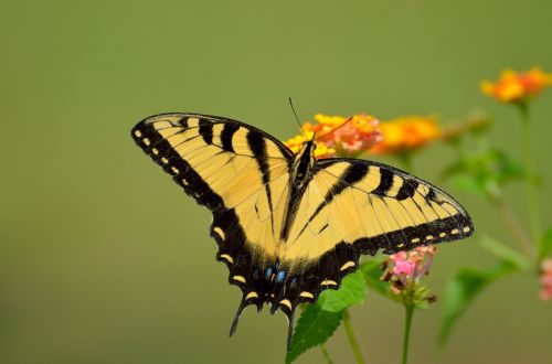 swallowtail butterfly insect summer
