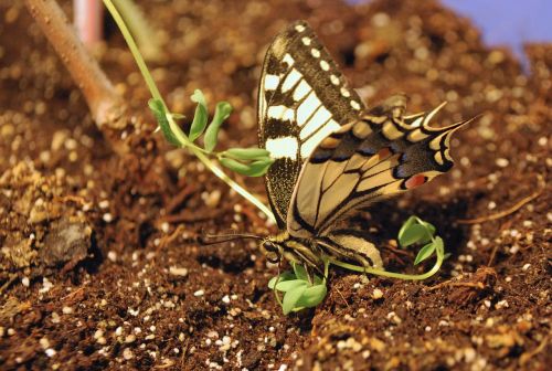 swallowtail butterfly large colorful