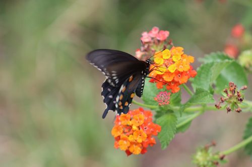 Swallowtail Butterfly Movement Blur