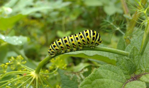 swallowtail caterpillar swallowtail a larva of butterfly