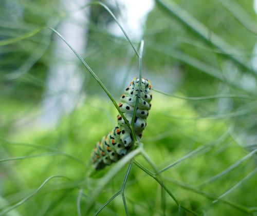 swallowtail caterpillar butterfly caterpillar stage of development