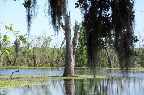 swamp water trees