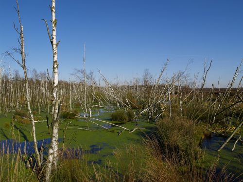 swamp birch nature reserve