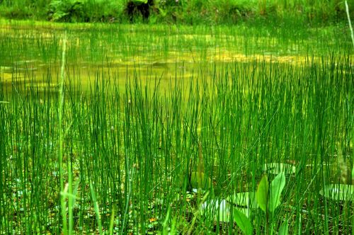 swamp reeds plants