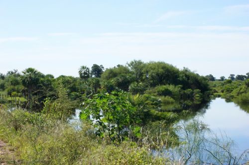 swamp wetland jungle