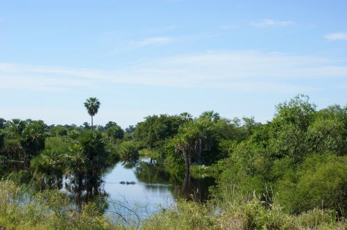 swamp wetland jungle