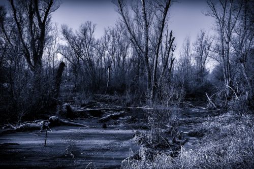 swamp nature night