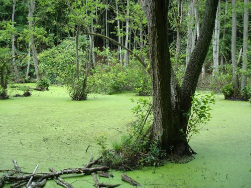 swamp wetland swampy