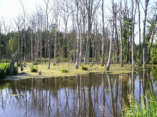 swamp trees water