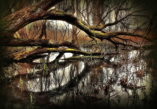 swamp nature water
