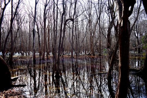 swamp nature landscape