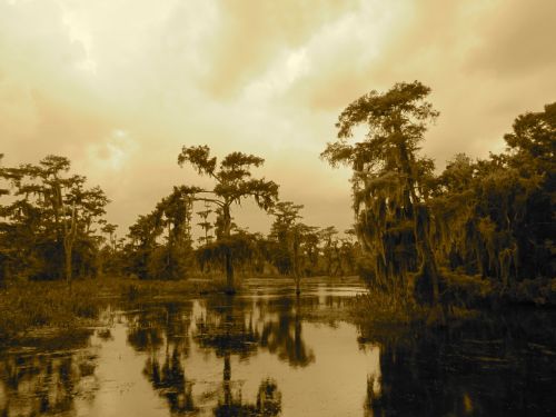 swamp bayou new orleans