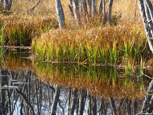 swamp tundra grass