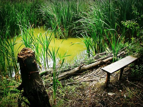 swamp reed bench