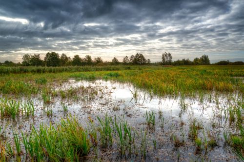 swamp morning water