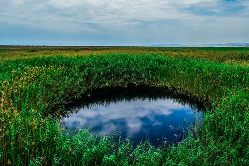 swamp  pond  reeds
