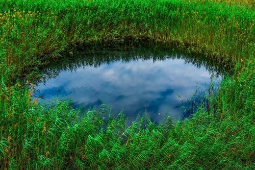 swamp  pond  reeds