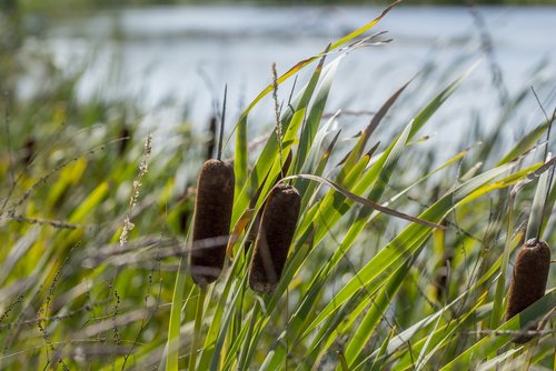 swamp  cattail  wetland