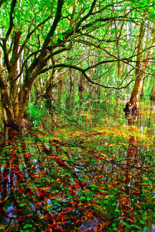 swamp marsh leaves