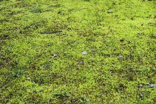 swamp  moss  texture