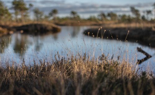 swamp  water  nature