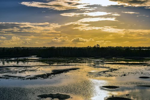 swamp  water  nature