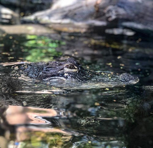 swamp  wildlife  alligator