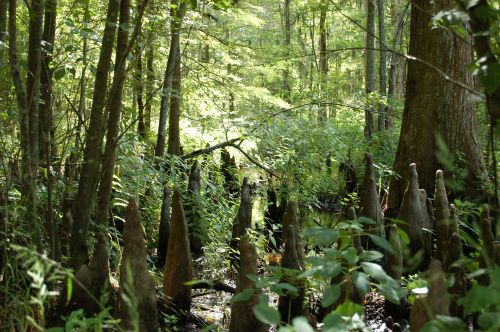 swamp marsh nature