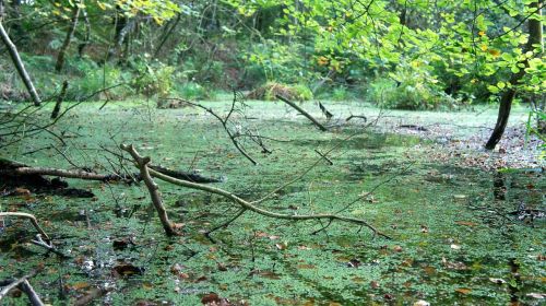 swamp bog water