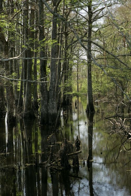 swamp landscape water