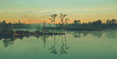 swamp trees nature