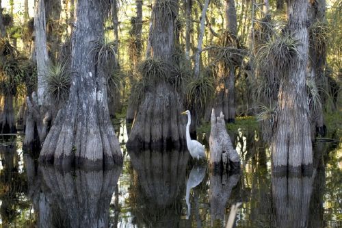 swamp trees cypress