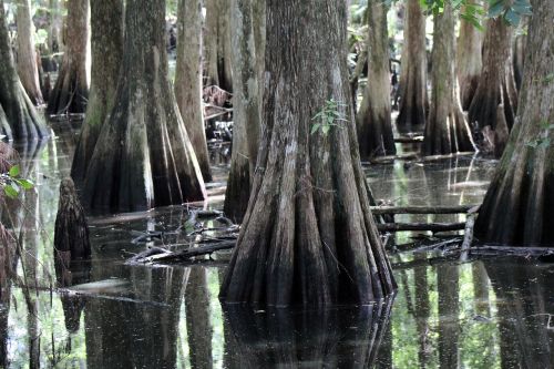 swamp florida cypress trees