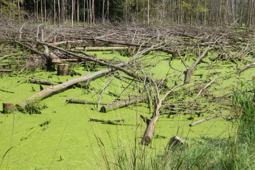 swamp moor green