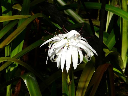 swamp flower florida flower large white flower