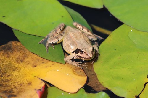 swamp frog  rana arvalis  frog