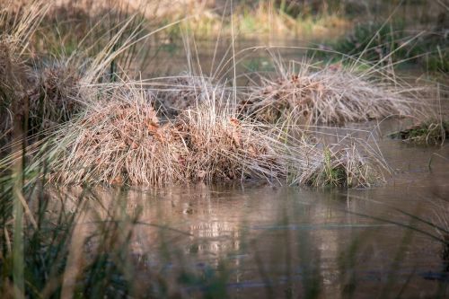 swamp grass grass moor